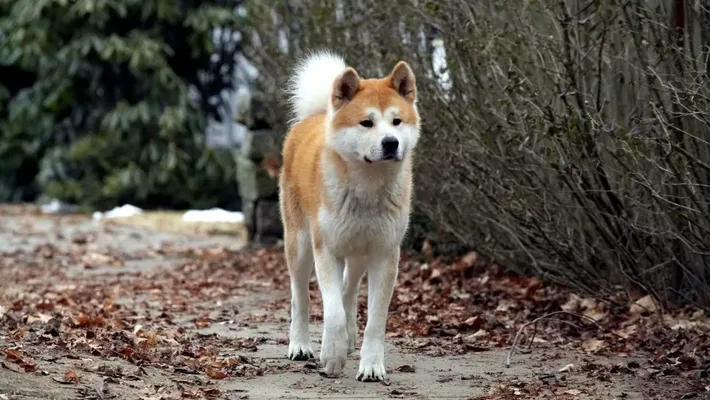 Hachi: A Dog's Tale